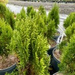 Tuja východná (Thuja orientalis) ´JUSTYNKA´ - výška 30-40 cm, kont. C5L